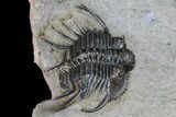 Spiny Cyphaspides Ammari Trilobite - Rare Species #179901-3